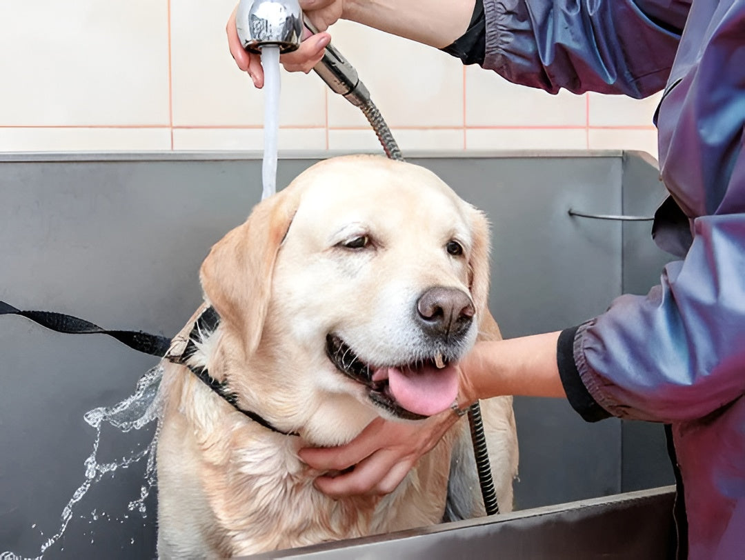 Making Bath Time Easier For Pets