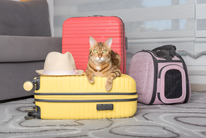 Choosing Comfortable Carriers For Happy Pets